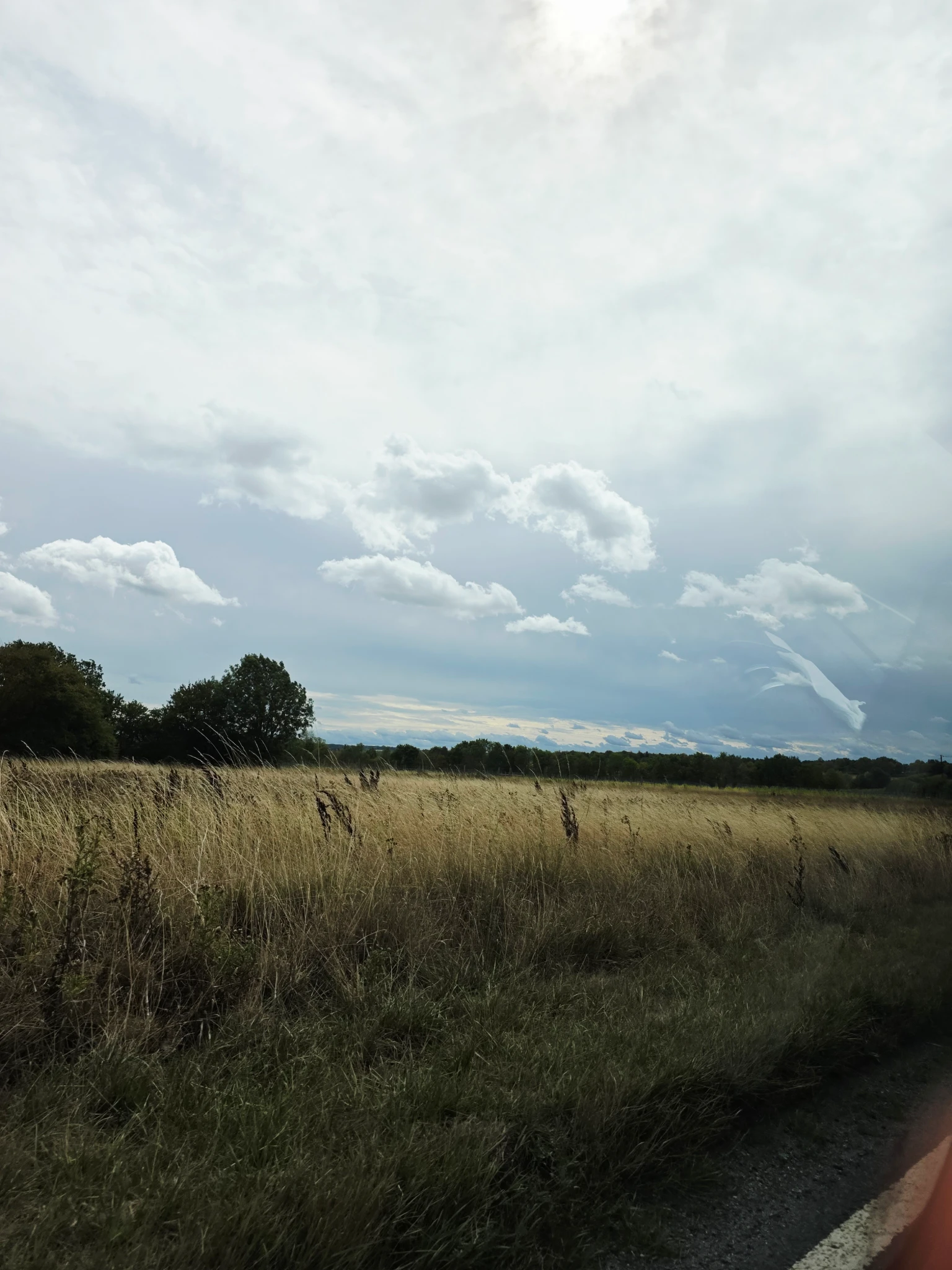 beautiful field