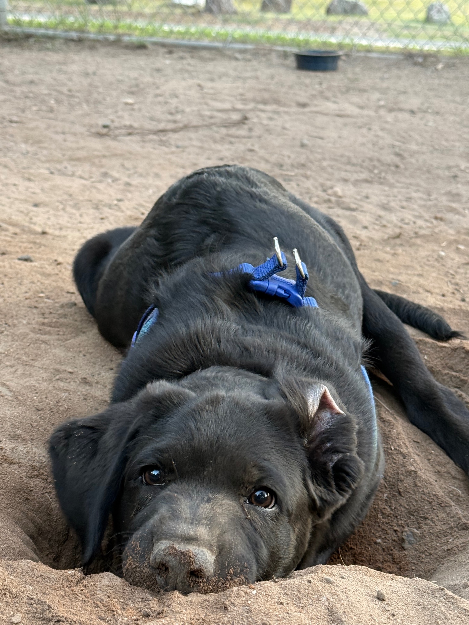 Going to be my big cuddle bug when he gets older. Can’t wait!