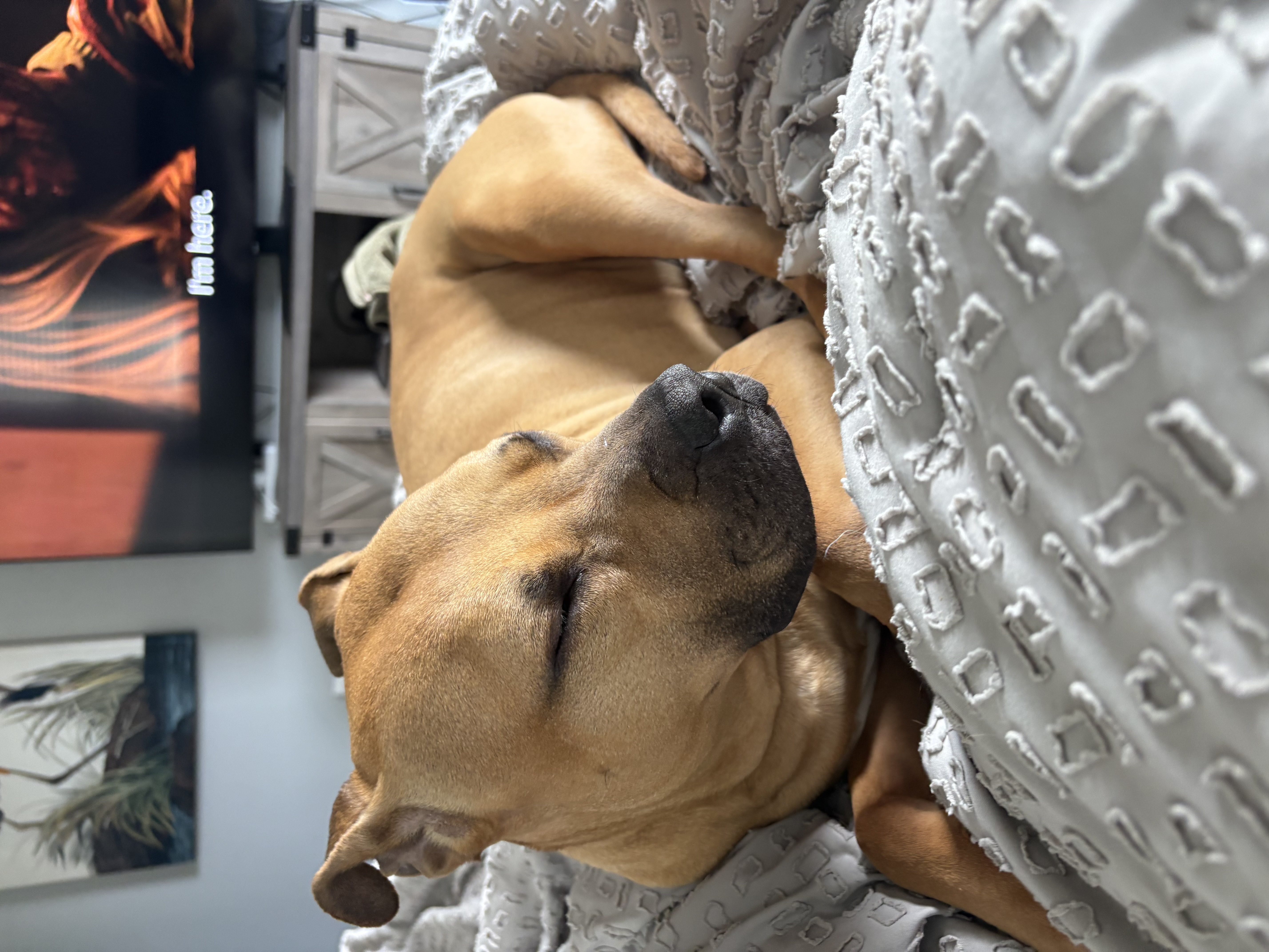 Scooby sleepy baby